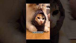 うちの猫が謎の生物になってたんだが… #shorts #猫動画 #猫