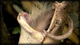 Python vs Opossum 02 - Time Lapse