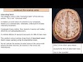 brain part 1 the cerebrum