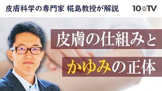 じんましんとアトピーで効く薬は違う？皮膚の仕組みと「かゆみ」の正体｜椛島健治