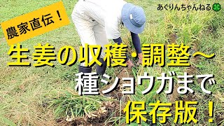 【保存版】生姜の育て方　収穫・洗浄・種生姜【有機農家直伝！無農薬で育てる家庭菜園】