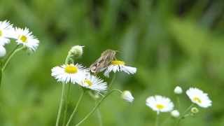 Shoulder-striped Clover on Annual Fleabane ツメクサガ（蛾）がヒメジョオンに訪花吸蜜