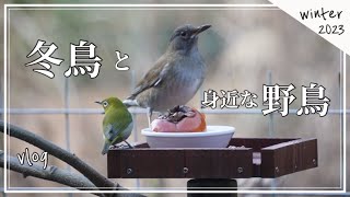 vlog /庭に来るシロハラ/冷凍していた完熟柿＆野鳥５種