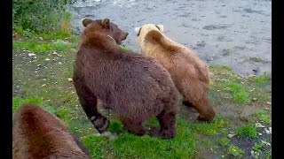 16 Sep 2024: 504 and cubs at falls with 856 following (explore.org)