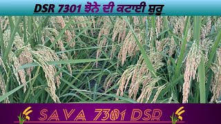 sava 7301 / ਸਵਾ 7301 ਦੀ ਕਟਾਈ ਕਰਤੀ ਸ਼ੁਰੂ ਆਪਾਂ ਝੋਨਾ ਪੂਰਾ ਪੱਕਾ #paddy #agriculture #farming #kisan