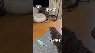 子犬の遠吠えの練習