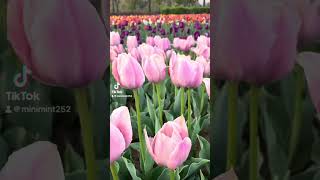 06Beautiful Tulip Garden in Korea