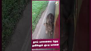 தாய் யானையை தேடி தவிக்கும் குட்டி யானை | Kerala | #shorts