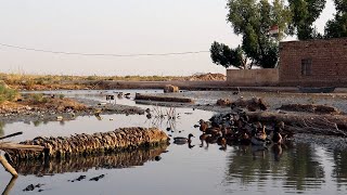 حكومة ميسان للمربد: نعاني من شحة مائية قاسية خصوصا في المناطق المتذيلة لنهر دجلة #المربد