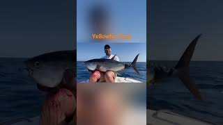 YellowFin Tuna - Hurghada Egypt