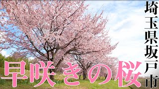 【一眼動画】北浅羽桜堤公園の安行寒桜〜埼玉県坂戸市