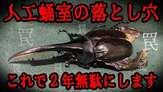 【羽パカの原因】人工蛹室があれば安心？は？これ飛ばすと羽化不全なりますけど...