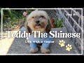 Life with Teddy the Shinese 🐶 Cute Dog's Daily Vlog 🐾 Teddy our Rescue Dog 🐕