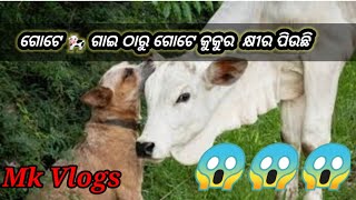 ଗୋଟେ 🐄 ଗାଇ ଠାରୁ ଗୋଟେ କୁକୁର କ୍ଷୀର ପିଉଛି 🤔