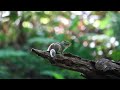 4k シマリス　chipmunk