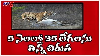 చిరుత హల్ చల్ : వరుస దాడులతో భయపెడుతున్న చిరుత పులి | Ranga Reddy | TV5