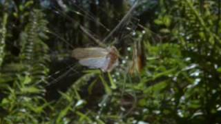 The Orchard Spider