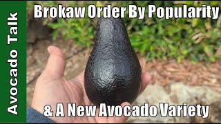 Brokaw Order By Popularity And Another New Avocado Variety🥑Avocado Talk🥑