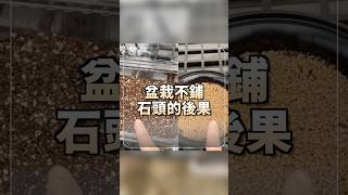 為什麼盆栽表面一定要鋪石頭？不鋪會怎樣？ #鋪面 #盆栽石頭 #綠化 #澆水