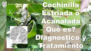 Cochinilla Acanalada, Qué es? Diagnóstico y Tratamiento