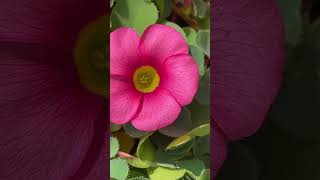 Pink oxalis 🌸#youtubeshorts #flowers #oxalis #reels #garden #shorts #houseplants