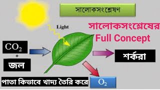 সালোকসংশ্লেষ || সালোকসংশ্লেষ পদ্ধতিতে গাছ কিভাবে খাদ্য তৈরি করে সম্পূর্ণ কনসেপ্ট