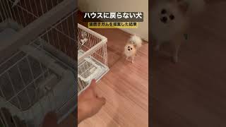 ハウスに戻らない犬に歯磨きガムを提案