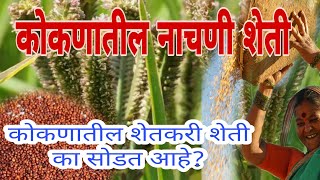 कोकणातील नाचणी शेती|कोकणातील शेतकरी शेती का सोडत आहे?|#kokan_family#कोकण_फॅमिली#शेतकरी#farming