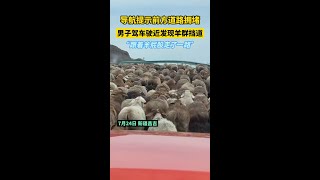 導航提示前方道路擁擠，男子駕車駛近發現羊群擋道：“跟著羊屁股走了一路”旅行快樂的小羊羔神奇大自然來源新疆探索旅行『鑫哥』