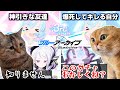 周年ガチャ(確率２倍)で大爆死する話 #猫マニ #猫ミーム