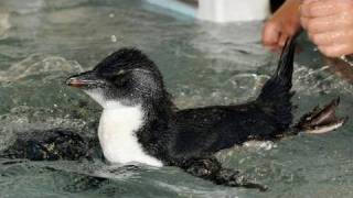 人工飼育のイワトビペンギンがプールデビュー　大阪・海遊館