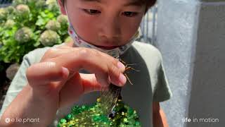 Como pegar cigarra com a mão? #cicada 4K