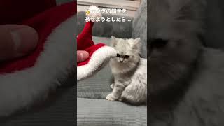 サンタの帽子を猫ちゃんにかぶせようとしたら...。 #shorts #クリスマス