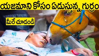 హృదయాన్ని కదిలిస్తున్న వీడియో.! యజమాని కోసం ఏడుస్తున్న గుర్రం..చూస్తే మీ గుండె తరుక్కుపోతుంది || KTV