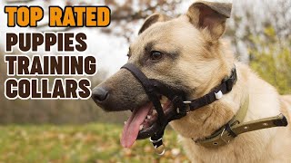 Training Collars for Puppies 🐕 Most Popular Dog Training Collars on the Market