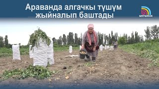 Араванда алгачкы түшүм жыйналып баштады | #Ынтымак