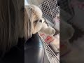 【シーズー】ここはちくわ🐶にとって特別な場所❤️🥰 シーズー shihtz shihtzugram 犬のいる生活 可愛い 癒し 愛犬 泣ける話