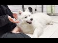 本当に甘えた時にしか見せない犬の行動がこちらです【サモエド】