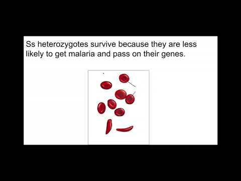 What does natural selection acts directly on?