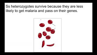 Selection acts on phenotypes (Natural selection 08)