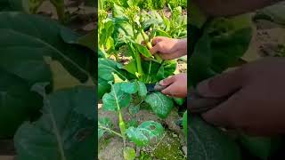 Simple Farming Work #youtubeshorts #agriculture #viralvideo