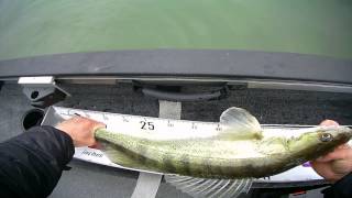 Lure Check: Zander Pro