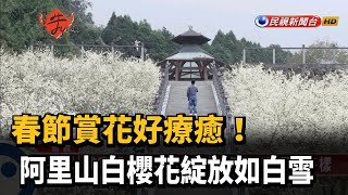 春節賞花好療癒！阿里山白櫻花綻放如白雪－民視新聞