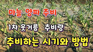 마늘 양파 1차 추비 웃거름 주는 시기는? 마늘과 양파의 추비 시기와 종류 방법 알아봅니다.