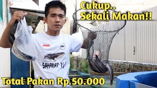 BERAGAM PAKAN ! KASIH MAKAN SEMUA IKAN PREDATOR DIKOLAM