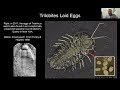 “trilobites from cambrian oceans to west virginia collecting sites” with casper voogt