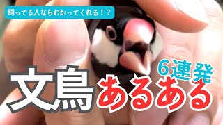 【文鳥あるある6連発】文鳥を飼っていれば絶妙に共感できるネタ、集めました