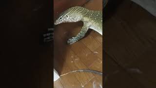 ナイルモニターベタ慣れへの道　#shorts #オオトカゲ #reptiles