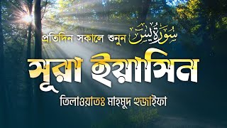 (প্রতিদিন সকালে শুনুন) আবেগময় কন্ঠে সূরা ইয়াসিন | Quran Tilawat | Surah Yaseen By Mahmud Huzaifa