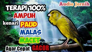 Terapi burung kenari paling EFEKTIF||AMPUH untuk kenari PAUD dan kenari MACET agar cepat GACOR DOR